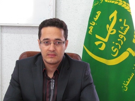 مبارزه با سن مزارع گندم وجو در غرب استان رو به اتمام است مبارزه با سن مزارع گندم وجو در غرب استان رو به اتمام است
