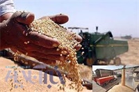 قیمت تضمینی 3 محصول کشاورزی در مازندران