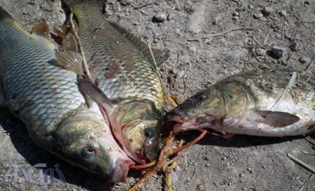 5صیاد متخلف صید ماهی در پلدختر دستگیر شدند 