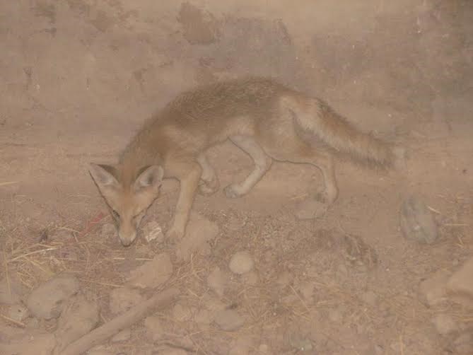 نجات روباه گرفتار در آب انباری واقع در گرمسار