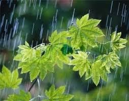  بارش‌های پراکنده در شرق و غرب استان/دمای هوا به 31 درجه می رسد