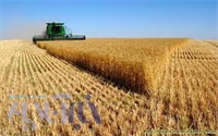 نخستین برداشت گندم مازندران در بهشهر/ پرداخت روزانه بهای گندم به کشاورزان