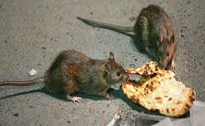 تیراندازی شبانه شهرداری تهران به موش ها در طرح  مبارزه با حیوانات مضر
