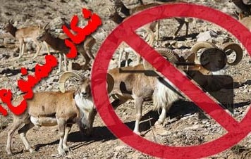 واکنش سازمان محیط زیست به برخی شایعات درباره حضور شکارچیان خارجی در ایران: کاپیتولاسیون شکار وجود ندارد