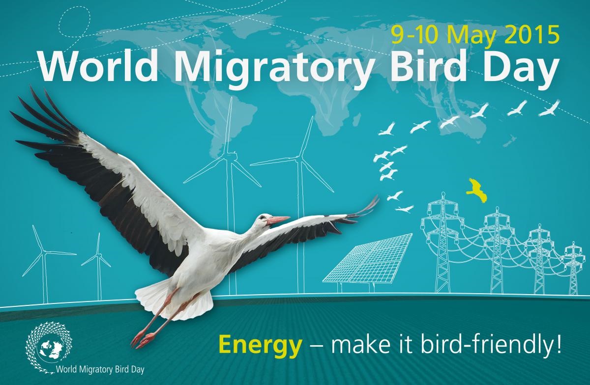 به مناسبت روز جهانی حفاظت از پرندگان: انرژی ها را دوستدار پرندگان کنیم