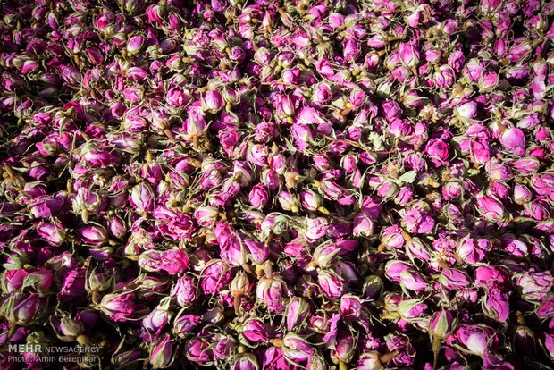 درمان آلزایمر با استفاده از پودر گل سرخ در غذا/درمان در طول سه هفته
