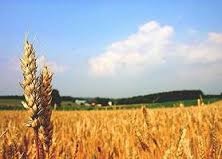 سهم بخش کشاورزی ازتولید ناخالص ملی چه قدر است؟