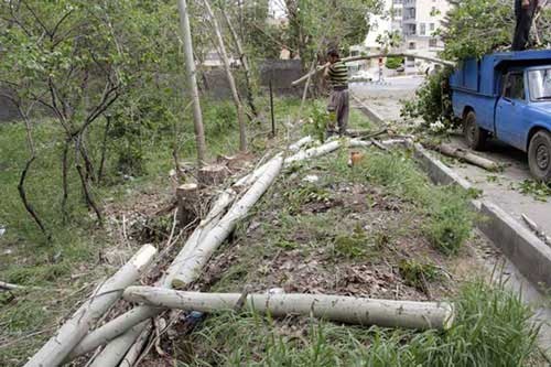 قتل عام درختان تهران در اولین روز ماه مبارک