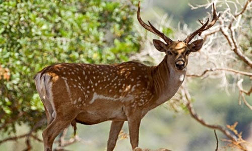تولد گوزن زرد بعد از 150 سال در لرستان