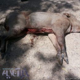 زنگ خطر برای پلنگ به صدا درآمد