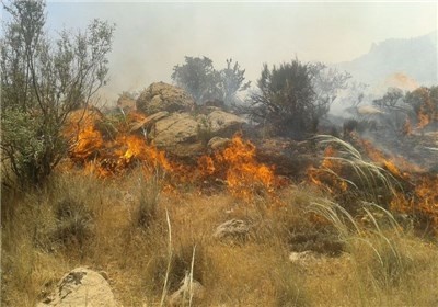 ۷ منطقه حفاظت‌شده و عرصه جنگلی در ایلام دچار حریق شد