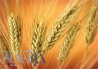 راه‌اندازی 9 مرکز خرید تضمینی جو در مازندران