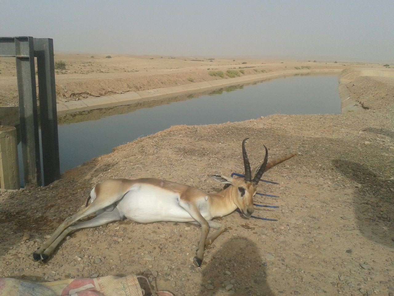 کانال انتقال آب ، قتلگاه آهوی نادر خوزستان کانال انتقال آب ، قتلگاه آهوی نادر خوزستان