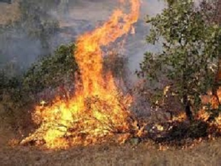 بخش های از مناطق حفاظت شده مانشت و قلارنگ  ایلام طعمه آتش شد