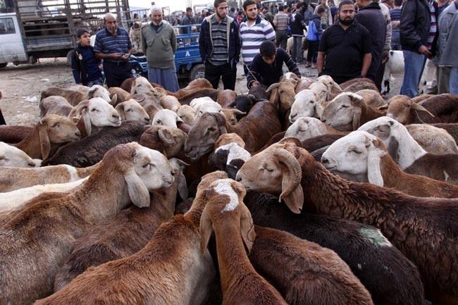 سارقان مسلح 1306 راس دام بازداشت شدند