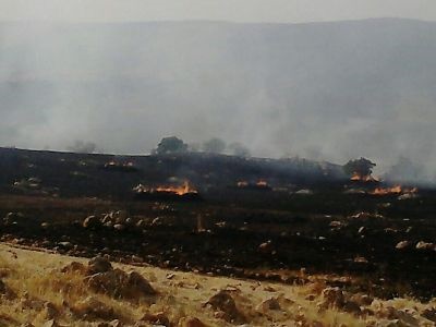 بیش از 200 هکتار جنگل های سیروان در آتش سوخت