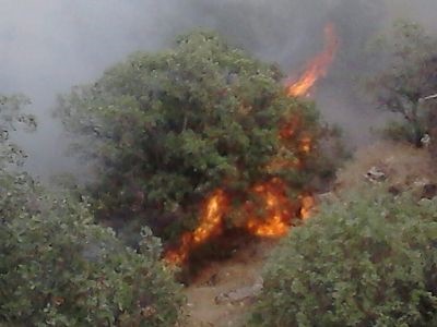 آتش سوزی منطقه جنگلی شهرستان سیروان مهار شد/هواپیما و بالگرد آبپاش به داد جنگل ها رسید