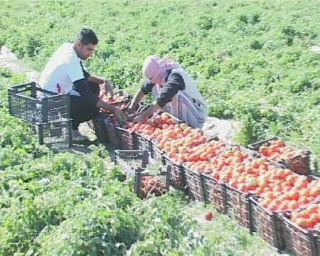 کشاورزی دزفول با مشکل مواجه شده است کشاورزی دزفول با مشکل مواجه شده است