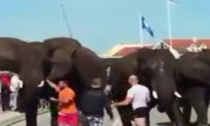 وقتی فیلهای سیرک عصبانی می شوند 