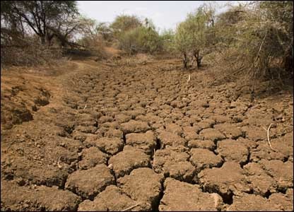 خشکسالی در جنگلهای خوزستان پیش می رود
