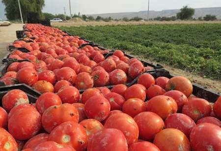 پایان خرید تضمینی گوجه فرنگی درخوزستان