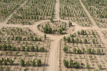 آبیاری کمربند سبز یزد با پساب تصفیه خانه / جنگل کاری 130 هکتاری در دو سال