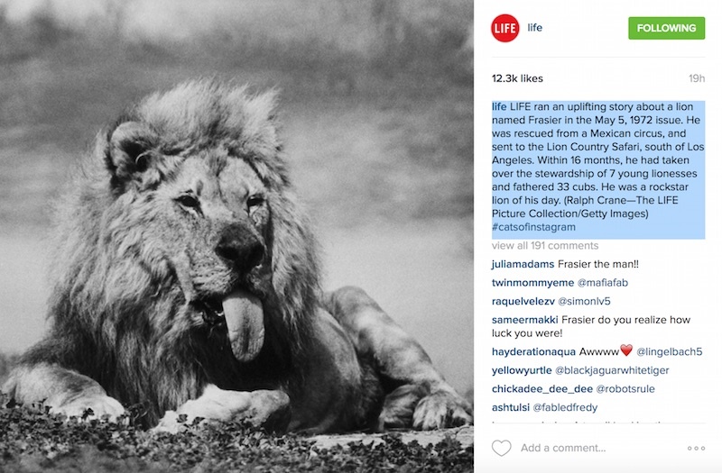ماجرای یک شیر ایرانی که ۴۳سال پیش از مکزیک نجات پیدا کرد، به آمریکا رفت و صاحب ۳۳توله شد