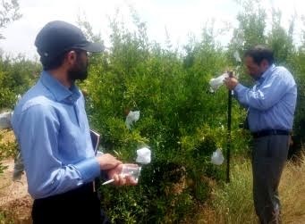 امسال برای صادرات بیش از 100 هزار تن انار و فرآورده های آن هدف گذاری شده است امسال برای صادرات بیش از 100 هزار تن انار و فرآورده های آن هدف گذاری شده است