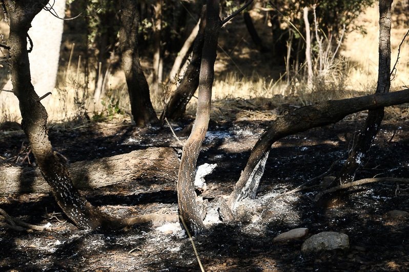۱۷۰ هکتار از مراتع و جنگل‌های استان اصفهان در آتش سوخت