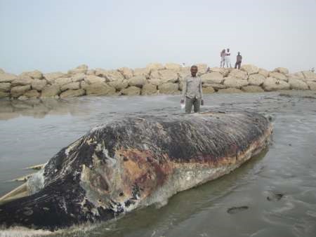 این نهنگ 10 تنی در ساحل بندر دیر بوشهر به گل نشست و تلف شد