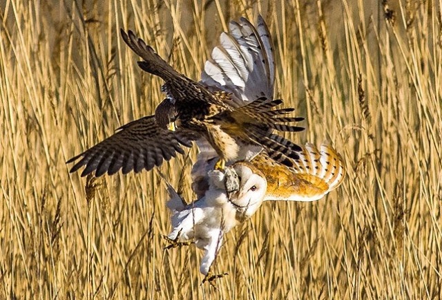 مبارزه جغد و عقاب از دریچه دوربین عکاس انگلیسی