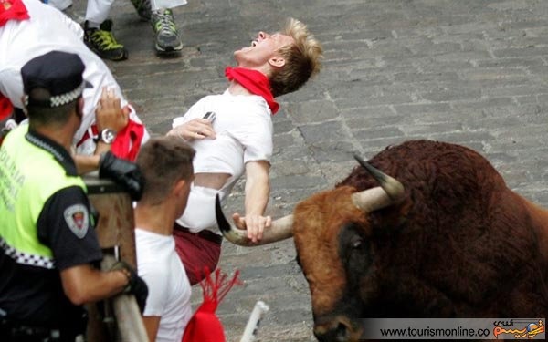 گاوهای خشمگین اسپانیا 7 قربانی گرفتند/چرا دولت اسپانیا برنامه ای برای توقف گاوبازی ندارد؟