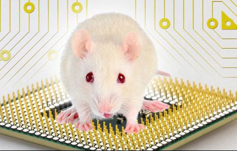 ساخت پردازنده جدید آ‌ی‌بی‌ام با شبیه‌سازی مغز موش 