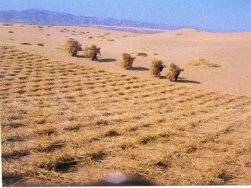 960 هکتار از اراضی بیابانی استان اصفهان نهالکاری شد