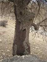 ضربه‌ی کاری خشکیدگی بر تن زاگرس