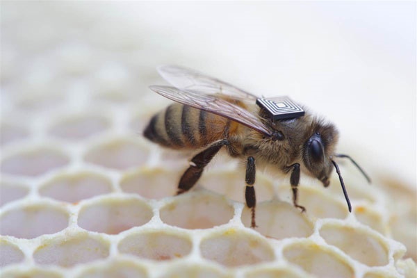 تصویر کوله پشتی دیجیتال زنبورهای عسل برای نجات نسل‌شان