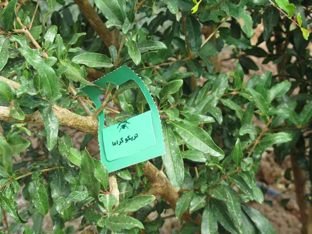 سه انسکتاریم برای پرورش حشرات مفید در استان سمنان فعال است سه انسکتاریم برای پرورش حشرات مفید در استان سمنان فعال است