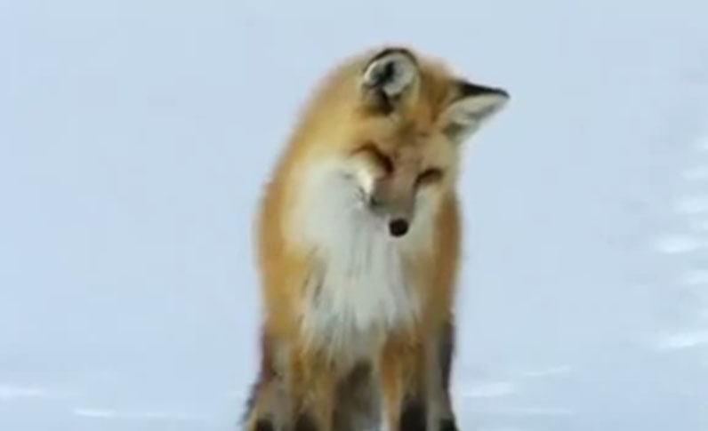 شکار روباه از زیر برف