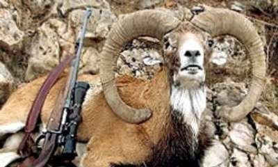 شکارچیان غیر مجاز قوچ وحشی در مهران دستگیر شدند