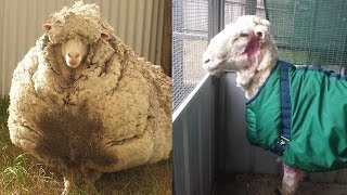 گوسفندی که در یک روز 40 کیلو وزن کم کرد