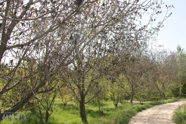  دسترنج یک‌ساله کشاورزان دلفانی نابود شد / عدم توانایی کشاورزان در پرداخت تسهیلات 