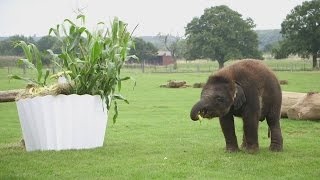 جشن تولد یک سالگی فیل در باغ وحش