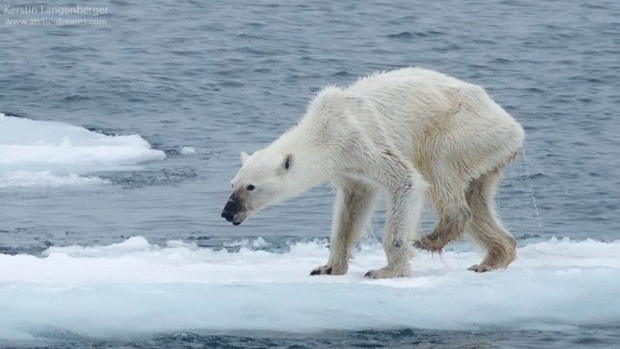 این خرس قطبی لاغر و مردنی به علت ذوب شدن یخ‌های قطبی، غذا برای خوردن ندارد