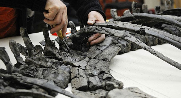 کشف نوع جدید دایناسورها در شمال آلاسکا