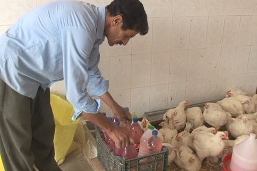 تعطیلی جایگاه سوخت «مورموری»/ وقتی «مرغ فروشی» بنزین عرضه می‌کند