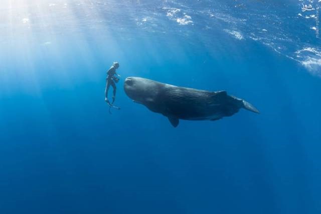  لحظاتی منحصر به فرد از زندگی با پنگوئن‌، دلفین ، کوسه و نهنگ