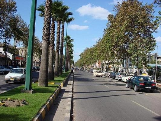 شهرداری رشت درختان نخل تزئینی قدیمی را برای ساخت BRT قطع می کند/ توضیحات شهرداری رشت