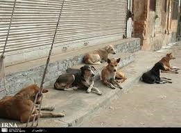 ادامه زنده گیری سگ های ولگرد در کرج/ شهروندان مشکل حیوانات را به ۱۳۷ اطلاع دهند