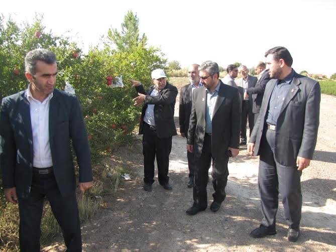 افزایش سطح زیر کشت باغات انار به بیش از 1050 هکتار در شهرستان سمنان افزایش سطح زیر کشت باغات انار به بیش از 1050 هکتار در شهرستان سمنان