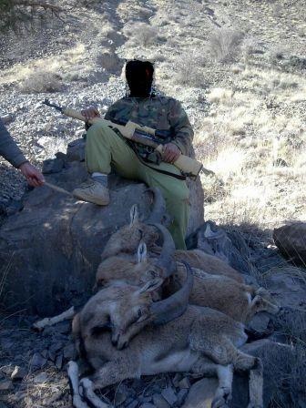 به دام افتادن شکارچیان با استفاده از تصاویر منتظر شده در فضای مجازی
